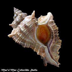 Chicoreus senegalensis (Gmelin, 1790)