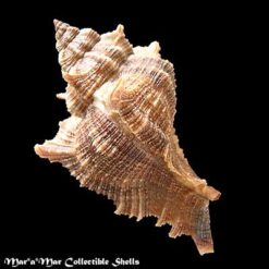 Chicoreus senegalensis (Gmelin, 1790) - Imagem 2