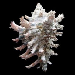 Hexaplex princeps (Broderip, 1833) - Imagem 2