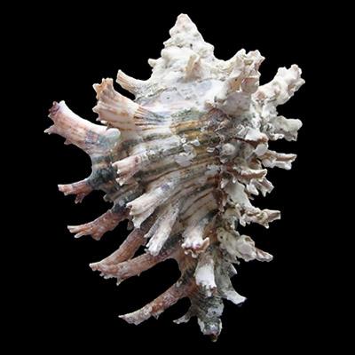 Hexaplex princeps (Broderip, 1833) - Imagem 2
