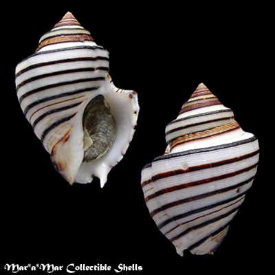 Opeatostoma pseudodon (Burrow, 1815)