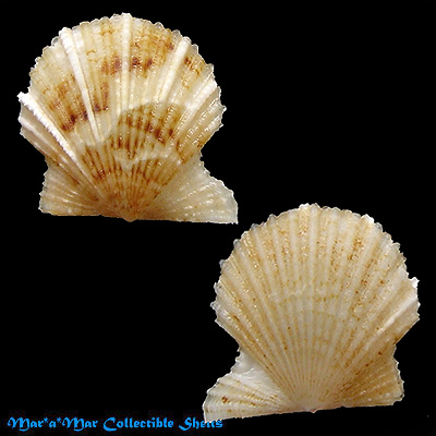 Leptopecten bavayi Dautzemberg, 1927