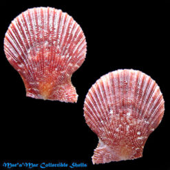 Chlamys benedictii (Verril & Bush, 1897)