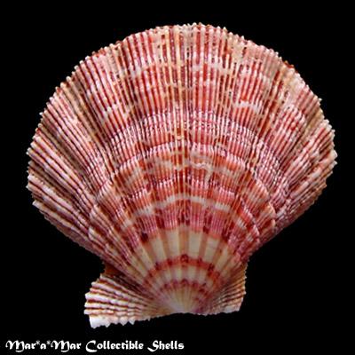 Nodipecten nodosus (Linnaeus, 1758) - Imagem 2