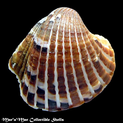 Cardita crassicostata (Sowerby, 1825)