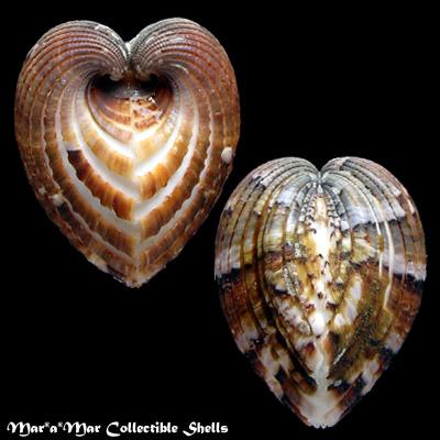 Cardita crassicostata (Sowerby, 1825) - Imagem 2