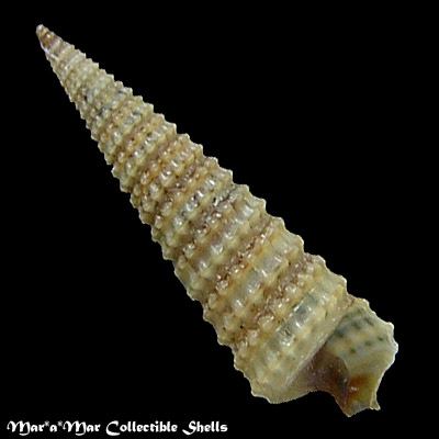 Cerithiopsis emersoni (C.B.Adams, 1838)