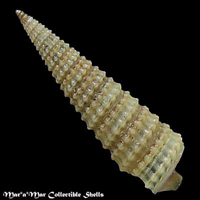 Cerithiopsis emersoni (C.B.Adams, 1838) - Image 2