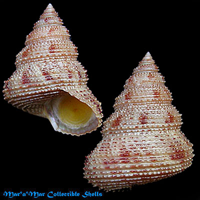 Calliostoma militaris Von Iheringe, 1907