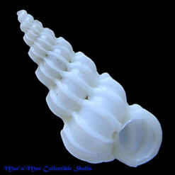 Epitonium cf. angulatum (Say, 1830)