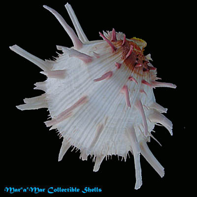 Spondylus americanus Hermann, 1781