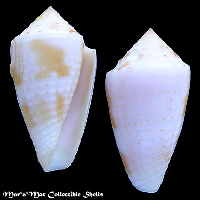 Jaspidiconus mindanus mindanus (Hwass in Bruguiére, 1792)