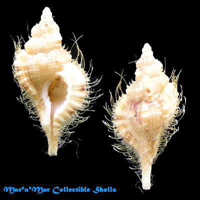 Cymatium vespaceum Lamarck, 1822