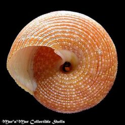 Alternative view of Calliostoma vinosum Quinn, 1992