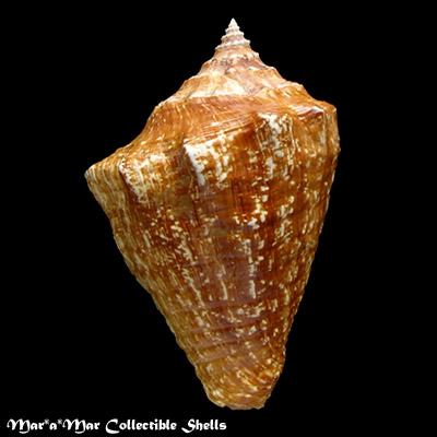 Strombus goliath Schröter, 1805 - Imagem 2