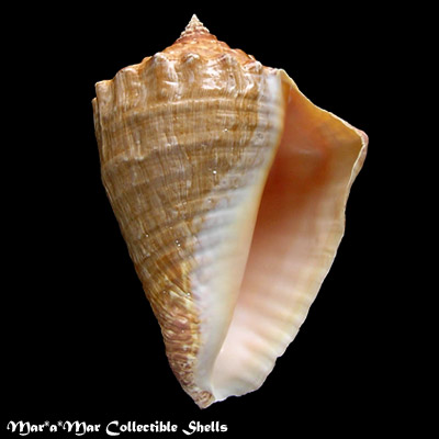 Strombus goliath Schröter, 1805