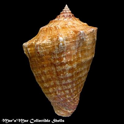 Strombus goliath Schröter, 1805 - Image 2