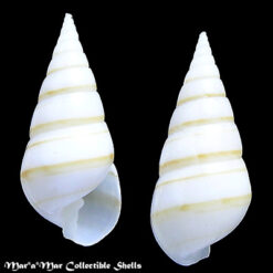 Pyramidella dolabrata Linnaeus, 1758