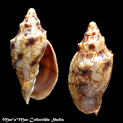 Odontocymbiola cleryana Petit, 1856