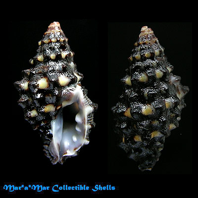 Trachypollia nodulosa Adams 1845*