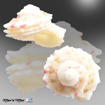 Arene cruentata (Muhlfeld, 1829)