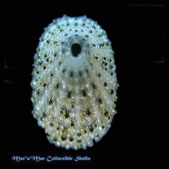 Diodora mirifica  Metivier, 1972*