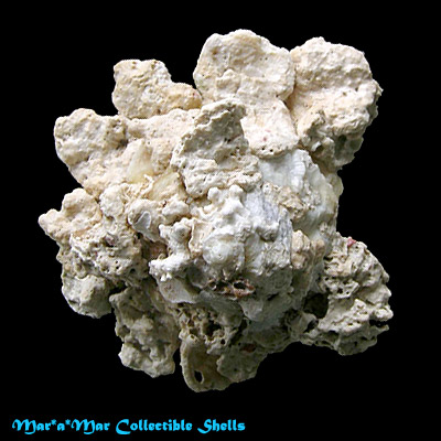 Xenophora conchyliophora (Born, 1780)