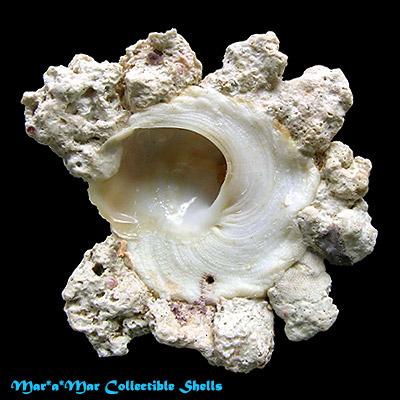 Xenophora conchyliophora (Born, 1780) - Imagem 2