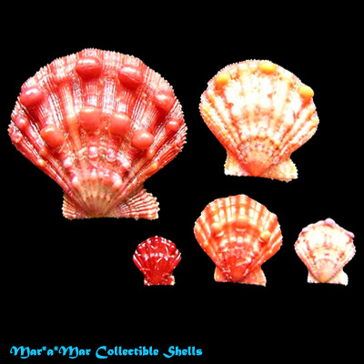 Nodipecten nodosus (Linnaeus, 1758)