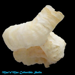 Serpulorbis decussatus (Gmelin, 1791)