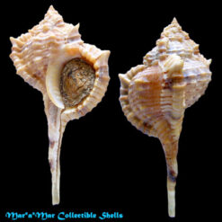 Murex messorius Sowerby, 1841