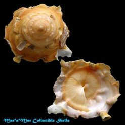 Tugurium caribaeum Petit, 1856 - Imagem 2