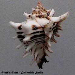 Hexaplex princeps (Broderip, 1833) - Imagem 2