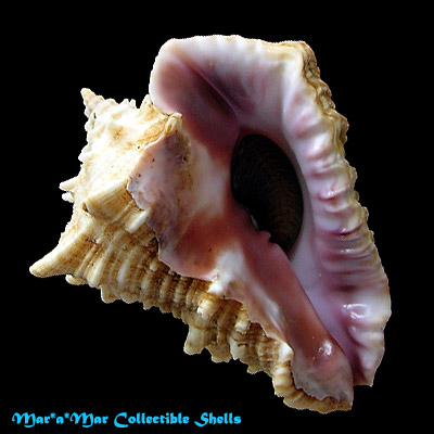 Vasum cassiforme (Kiener, 1841)
