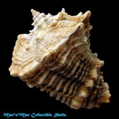 Vasum cassiforme (Kiener, 1841) - Image 2