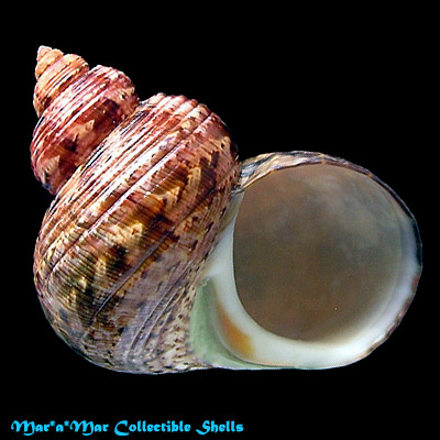 Turbo canaliculatus Hermann, 1781