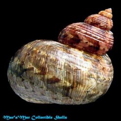 Turbo canaliculatus Hermann, 1781 - Imagem 2