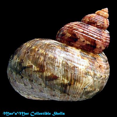 Turbo canaliculatus Hermann, 1781 - Imagem 2