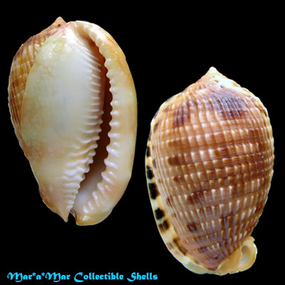 Cypraeacassis testiculus (Linnaeus, 1758)