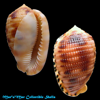 Cypraeacassis testiculus (Linnaeus, 1758)