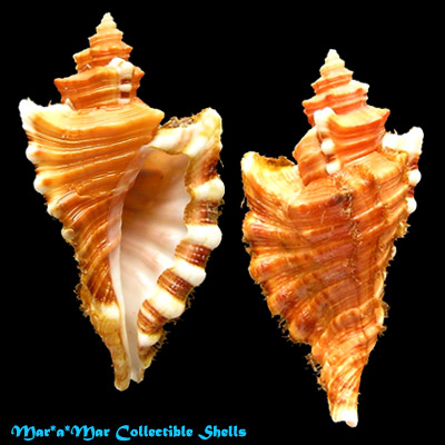 Cymatium femorale (Linnaeus, 1758)