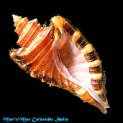 Cymatium femorale (Linnaeus, 1758)
