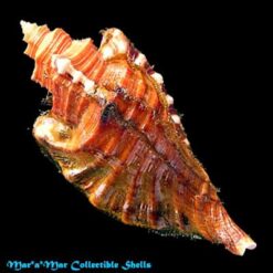 Cymatium femorale (Linnaeus, 1758) - Imagem 2