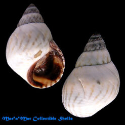 Littorina ziczac (Gmelin, 1791)