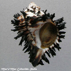 Muricanthus radix Gmelin,1791