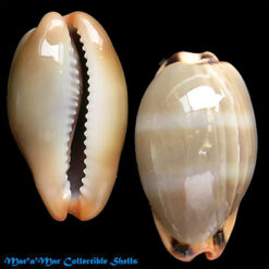 Cypraea (Luria) lurida minima Dunker, 1853