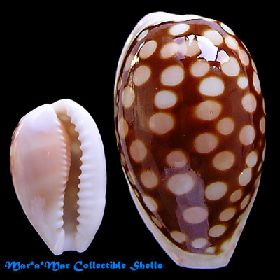 Cypraea (Cribrarula) cribraria comma (Perry, G., 1811)