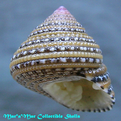 Clanculus flosculus (Fischer, 1878)