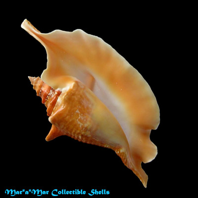 Strombus gallus Linnaeus, 1758
