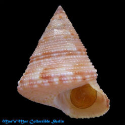 Calliostoma jucundum ( Gould, 1849)